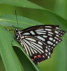 �A�J�{�V�S�}�_���i���ؓ��j