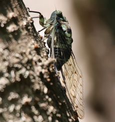 �~���~���[�~�i���ؓ��j