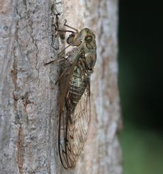 �c�N�c�N�{�E�V�i���ؓ��j