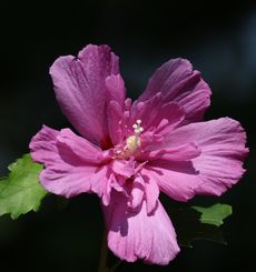 ���N�Q�i���ؓ��j