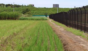 �ÊԖؓc��ځi�ÊԖ؁j