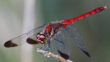 �R�m�V���g���{���i�ÊԖ؁j