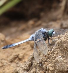 �V�I�J���g���{���i�ÊԖ؁j