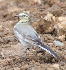 �n�N�Z�L���C�ᒹ�i�ÊԖ؁jY