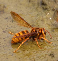 �L�C���X�Y���o�`�i�ÊԖ؁j