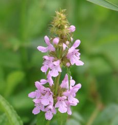 �C�k�S�}�i�ÊԖ؁j