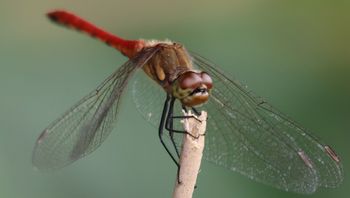 �A�L�A�J�l���i�ÊԖ؁j