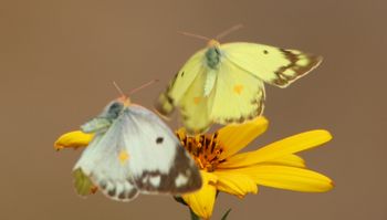 �����L�`���E�i�O����j