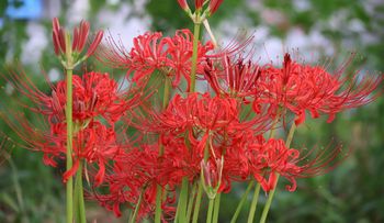 �q�K���o�i�i�������E�O���j