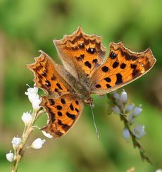 �^�f�ƃL�^�e�n�i���j�����j