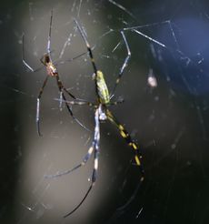 �W�����E�O�������i���j�����j