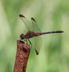 �m�V���g���{�����聉�i�O����j