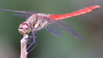 �A�L�A�J�l���i�ÊԖ؁j