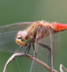 �A�L�A�J�l���i�ÊԖ؁j