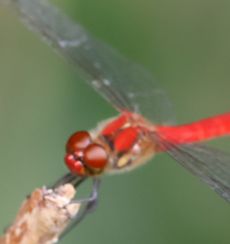 �i�c�A�J�l���i�ÊԖ؁j