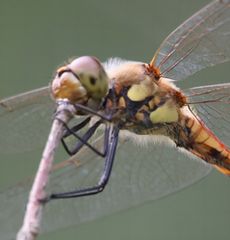 �A�L�A�J�l���i�ÊԖ؁j