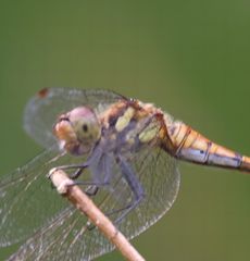 �i�c�A�J�l���i�ÊԖ؁j