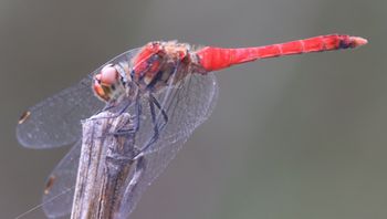 �i�c�A�J�l���i�ÊԖ؁j