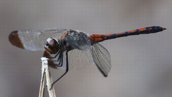 �m�V���g���{���i�ÊԖ؁j