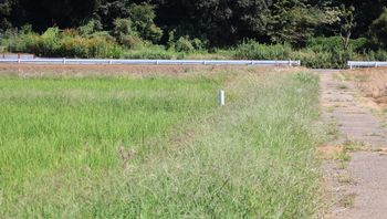 �c��ژe�̑����i�O����j