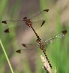 �m�V���g���{�A���Y�����āi�O����j