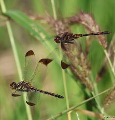 �m�V���g���{���P�ƎY���Ɓ��h�q���āi�O����j