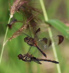 �m�V���g���{���P�ƎY���Ɓ��h�q���āi�O����j