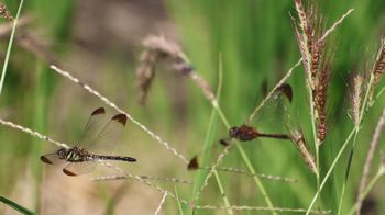 �m�V�����h�q���āi�O����j