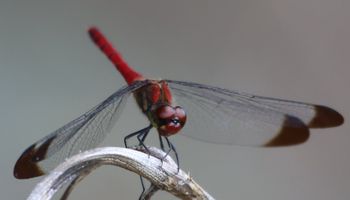 �R�m�V���g���{���i�ÊԖ؁j