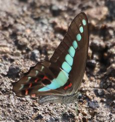 �A�I�X�W�A�Q�n�̋z���i��X���j