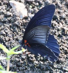 �i�K�T�L�A�Q�n�̋z���i��X���j