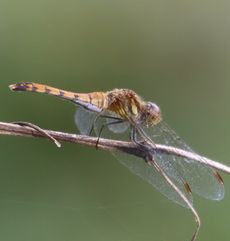 �i�c�A�J�l���i�ÊԖ؁j