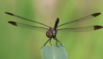 �m�V���g���{���i�O����j