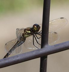 �A�L�A�J�l���i�ÊԖ؁j