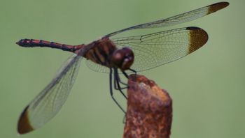 �m�V���g���{���i�O����j