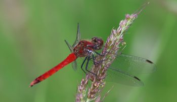 �i�c�A�J�l���i�O����j