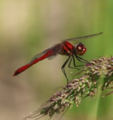 ������������i�c�A�J�l���i�O����j