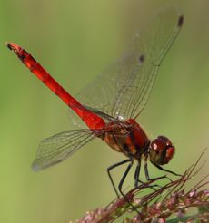 ������������i�c�A�J�l���i�O����j