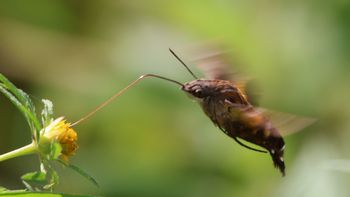 �z�E�W���N�K�i�ÊԖ؁j