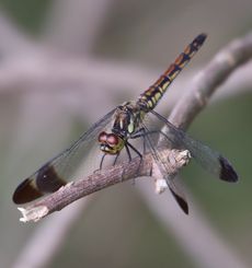 �R�m�V���g���{�i�È��؁j