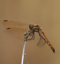 �A�L�A�J�l���i�ÊԖ؁j