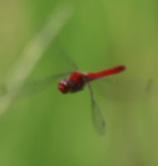 �i�c�A�J�l���꒣����āi�O����j