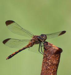 �m�V���g���{���i�O����j