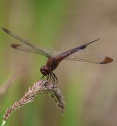 �m�V���g���{�꒣�茩����i�O����j