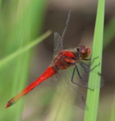 �i�c�A�J�l�����聉�i�O����j