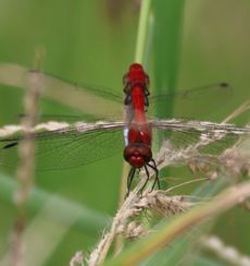 �i�c�A�J�l�E����y�A�i�O����j