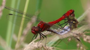 �i�c�A�J�l����i�O����j