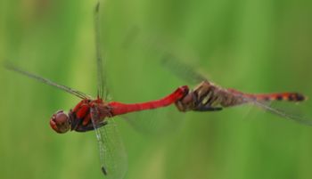 �i�c�A�J�l�Y�����āi�O����j