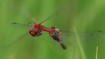 �i�c�A�J�l�Y�����āi�O����j