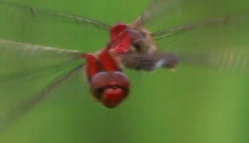 �i�c�A�J�l�Y�����āi�O����j